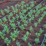 Smart Irrigation Systems: Save Water and Automate Garden Care