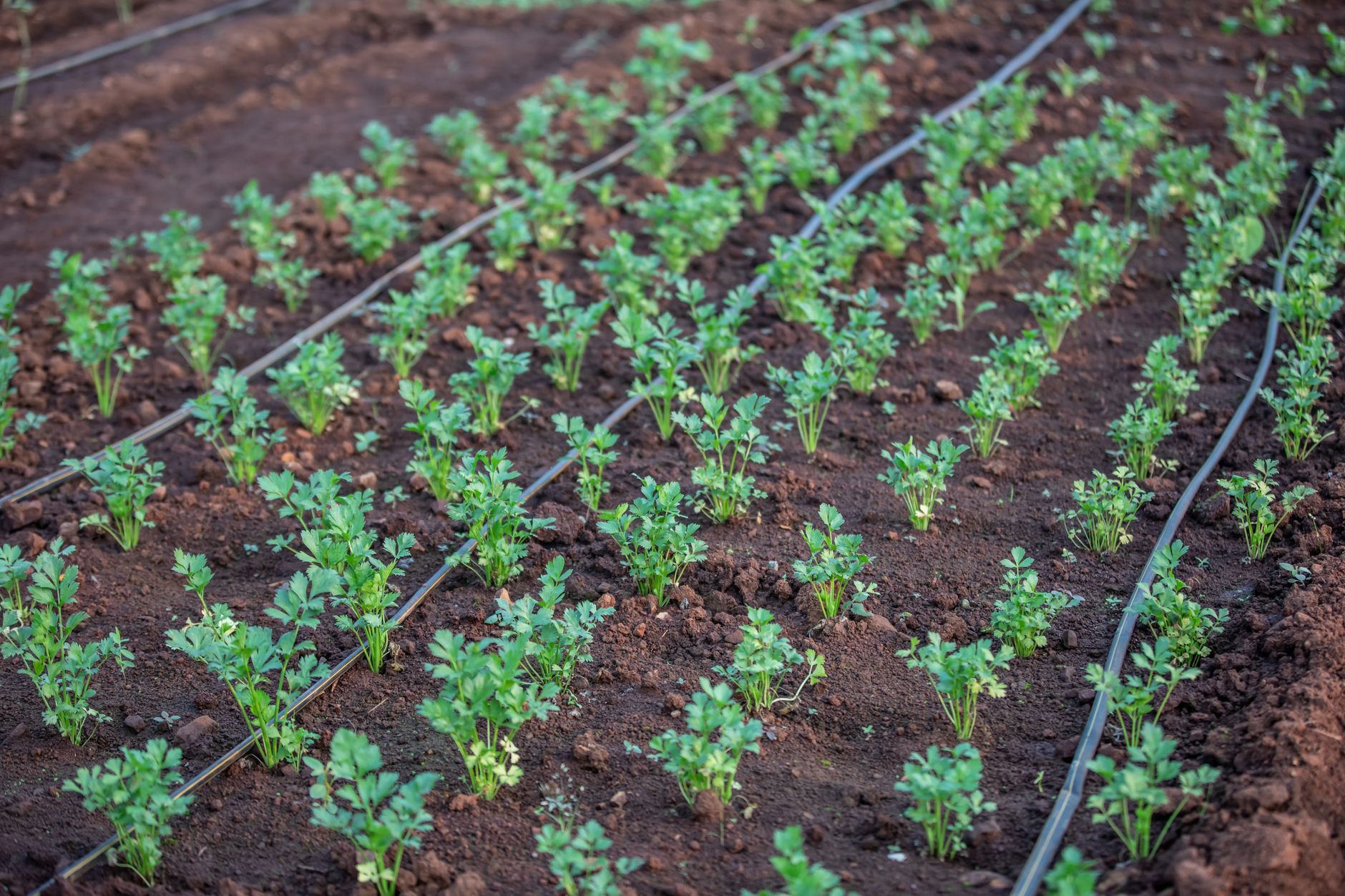Smart Irrigation Systems: Save Water and Automate Garden Care